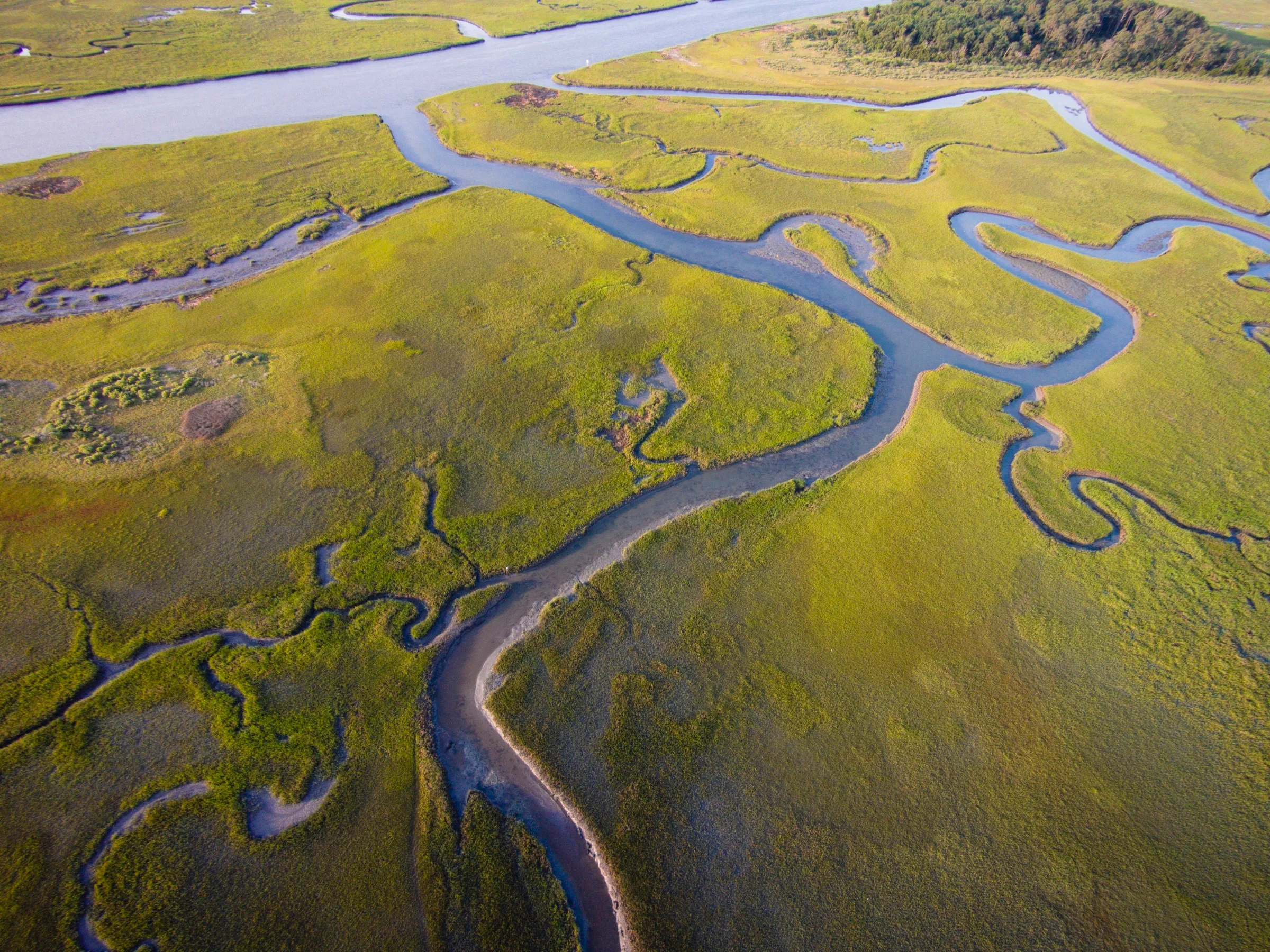 Aerial view of a tidal salt marsh with winding creek channels cutting through green wetland grass